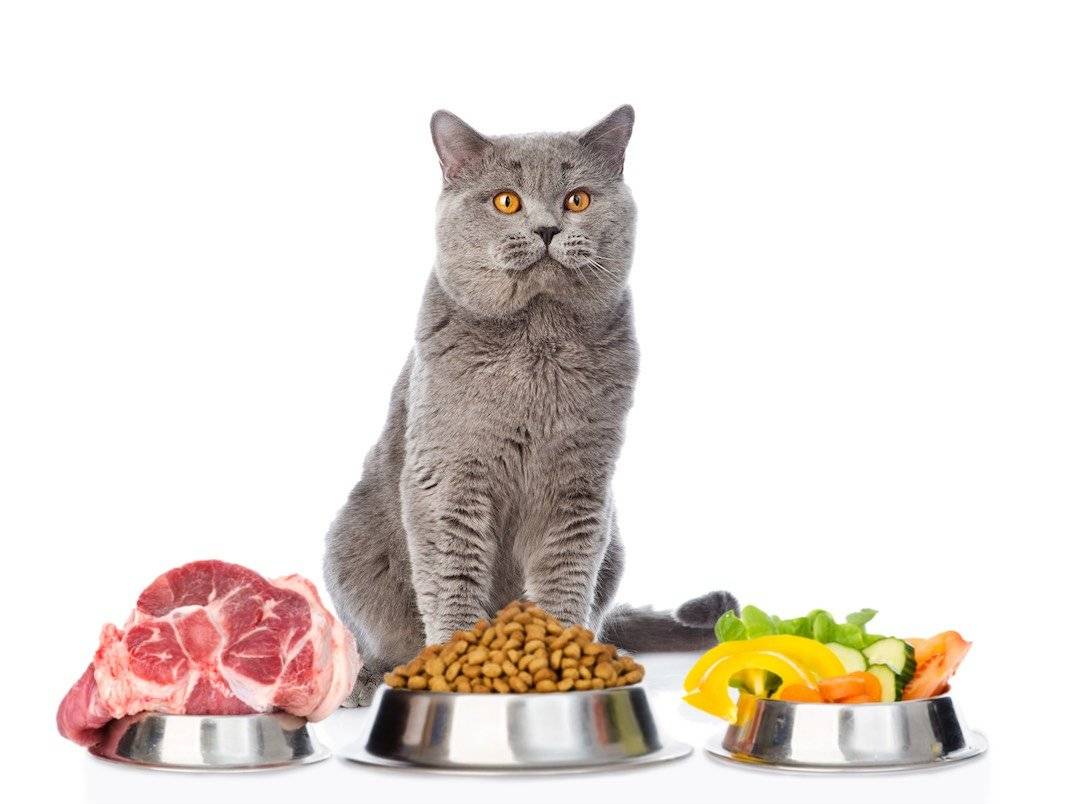 Правильное Питание Кота Натуральной Пищей