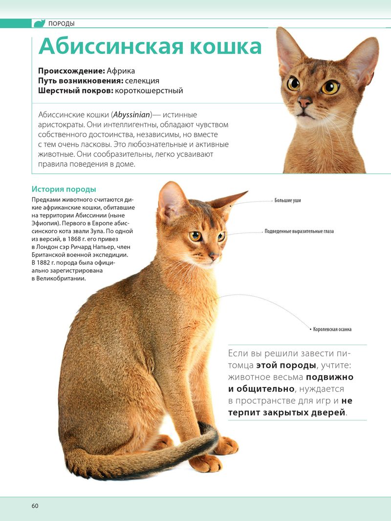 Абиссинская кошка американский тип