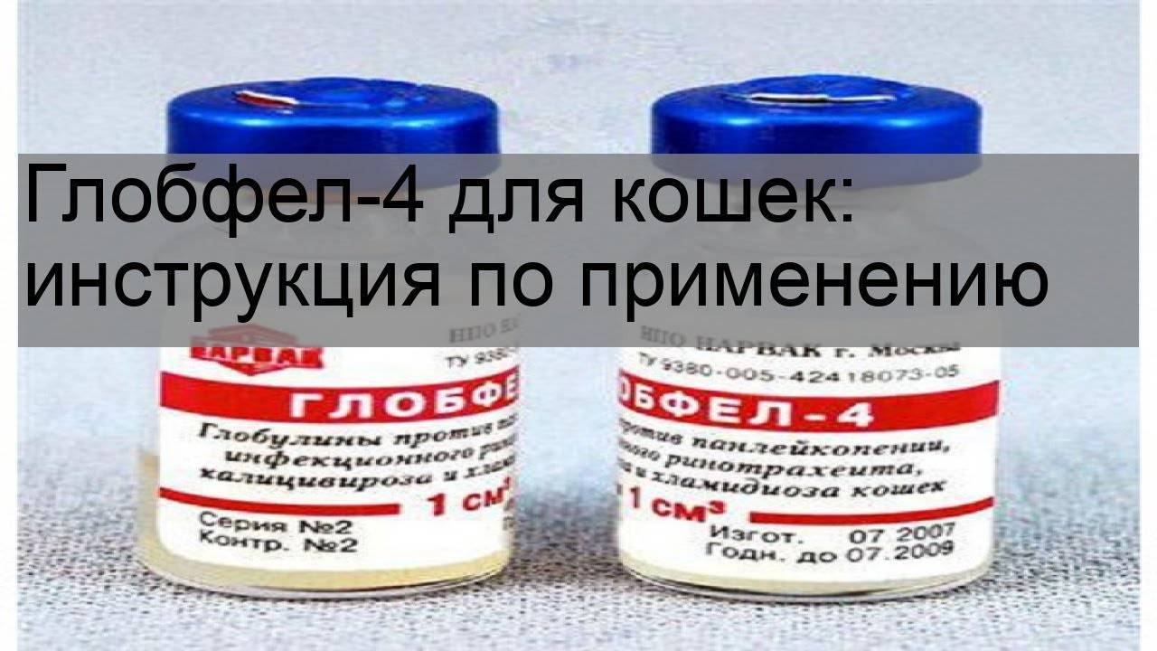Глобфел-4 для кошек: инструкция по применению сыворотки, особенности препарата