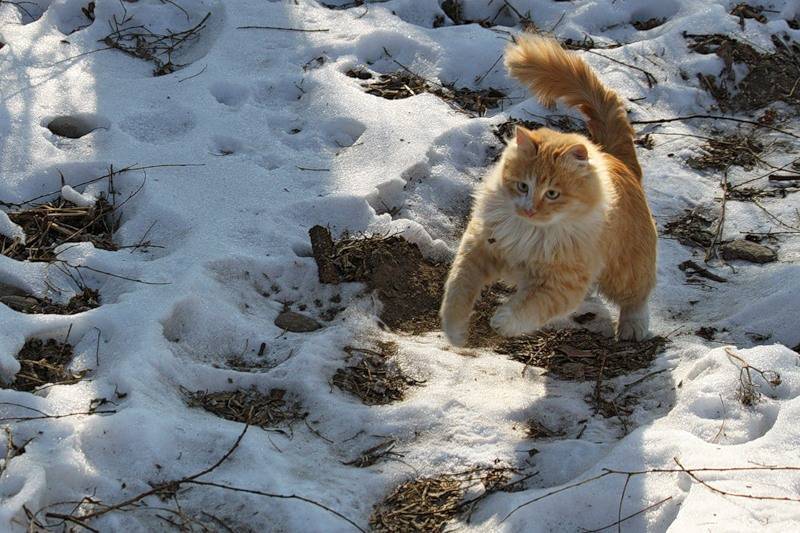 Как кошки находят дорогу домой