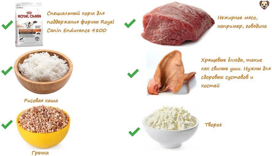 Как и чем кормить кошку, чтобы она набрала вес: правила питания и рацион