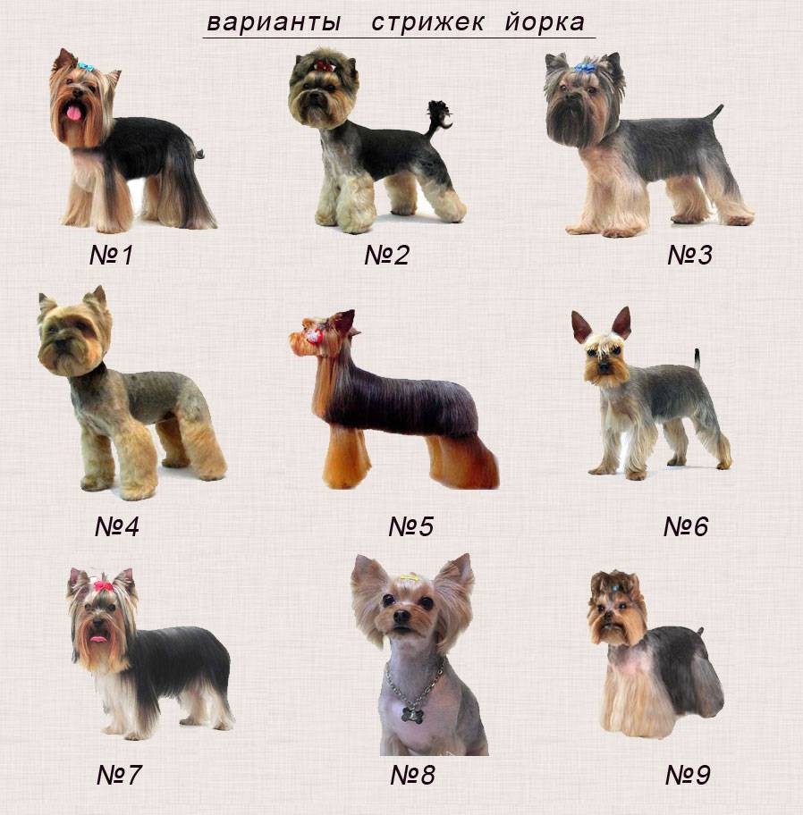 Как подстричь йорка в домашних условиях? фото и видео - 2018 год.