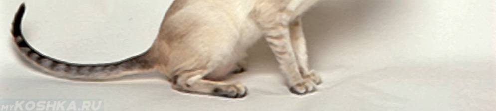 Рахит у котят: признаки заболевания, симптомы болезни и питание котят в домашних условиях (105 фото + видео)