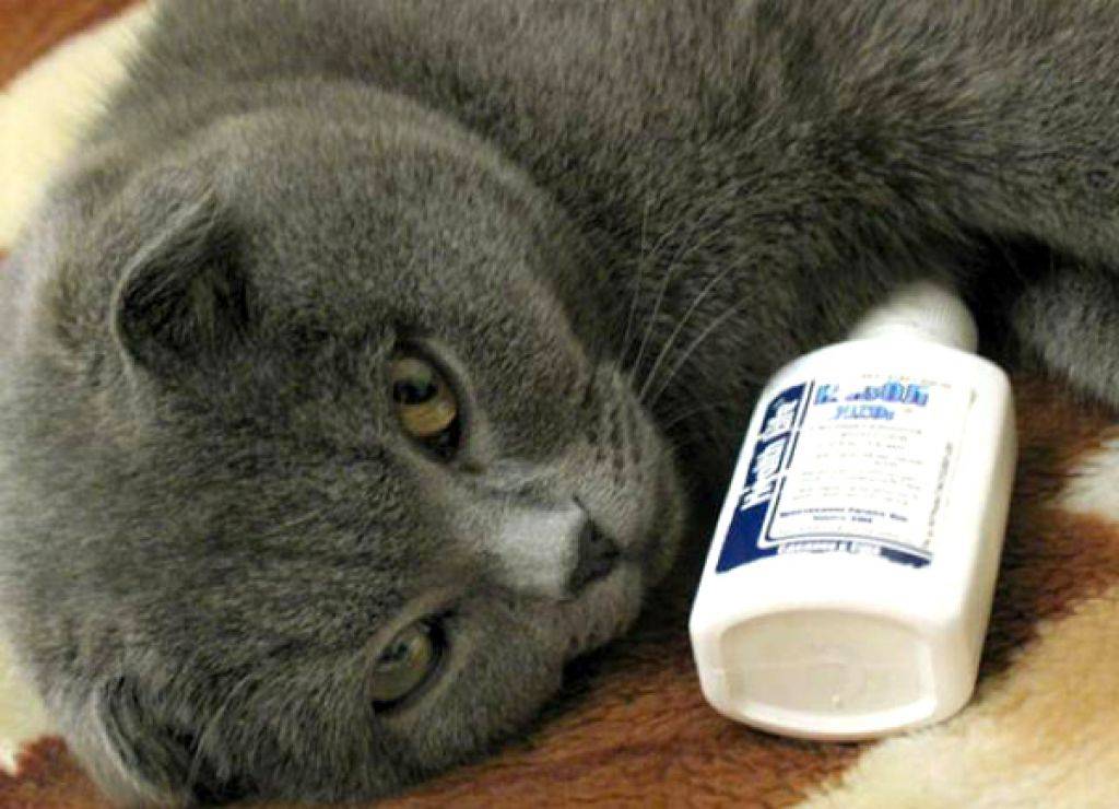Как лечить насморк у кота в домашних условиях