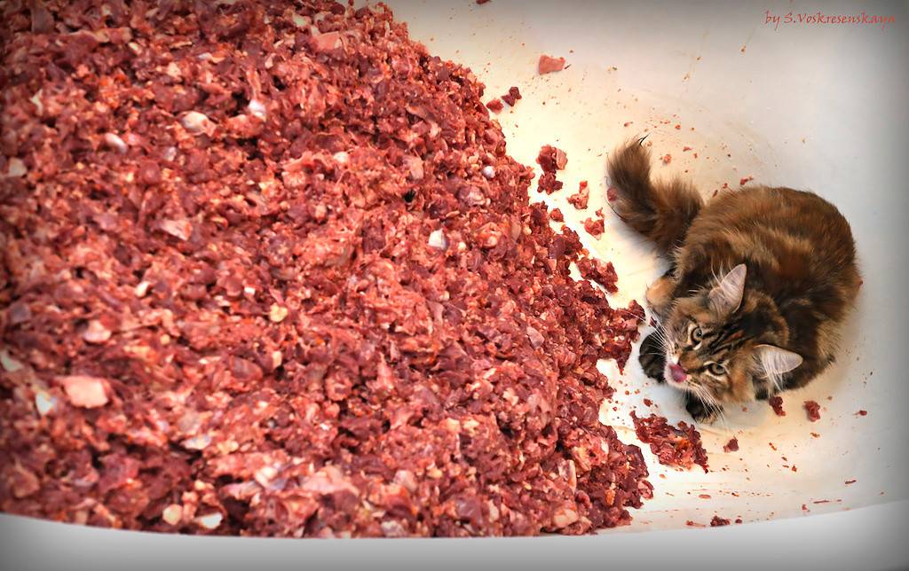 Что едят мейн куны-описание кормов для больших кошек