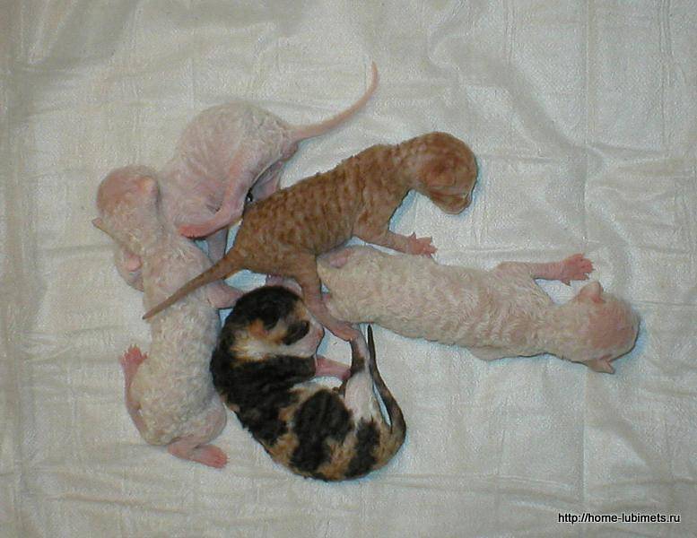Новорожденный котенок без мамы: как выхаживать