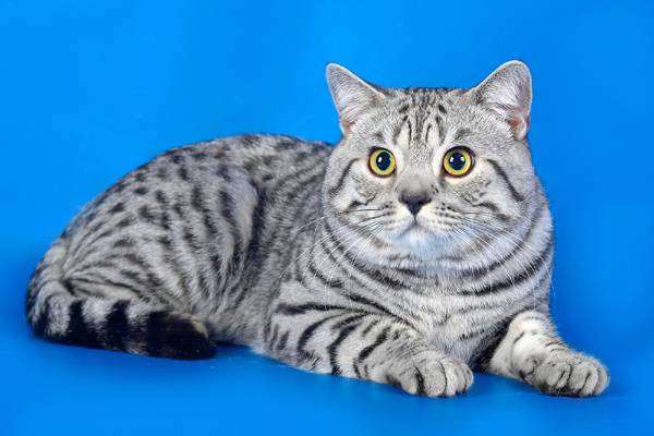 Описание короткошерстной британской кошки с фото, особенности породы и рекомендации по уходу за питомцем