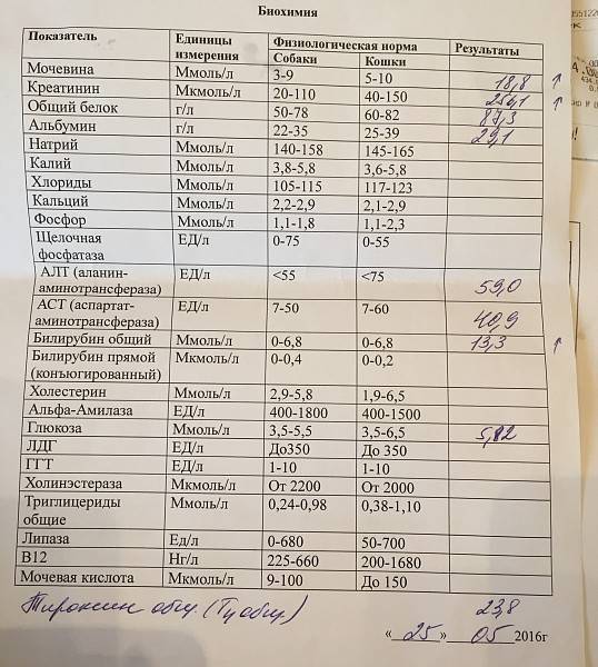 Биохимический анализ крови (11 показателей) для кошек и котов