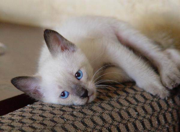 Как назвать сиамского кота или кошку? интересные клички