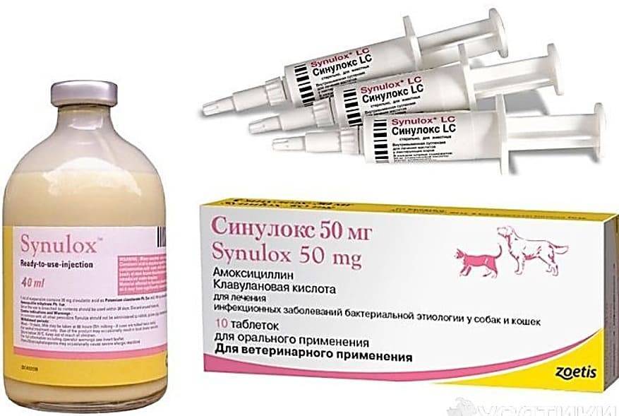 Какие антибиотики и в каких дозах можно давать кошкам