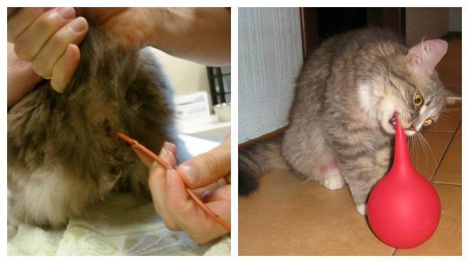 Болезни полости рта у кошек: виды, симптомы и фотоветлечебница рос-вет