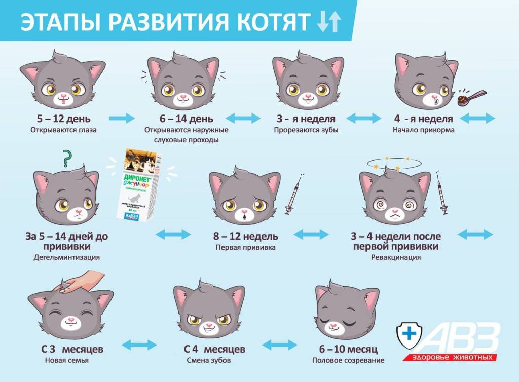 Когда котята начинают есть самостоятельно, в каком возрасте?