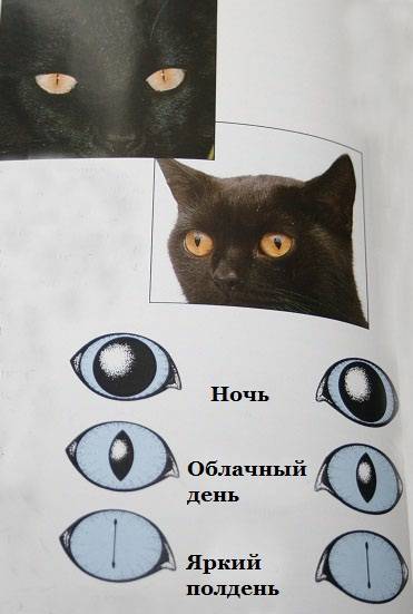 Разные зрачки у кота