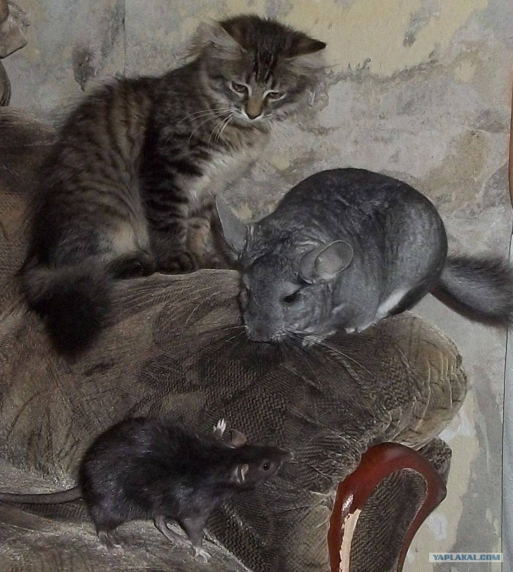 Кот-крысолов: описание породы, характер, здоровье