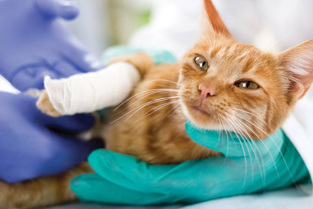 Перелом лапы у кошки: основные виды, их диагностика и первая помощь питомцу