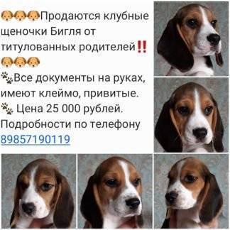 Порода собак бигль: описание породы с фото, характер и отзывы