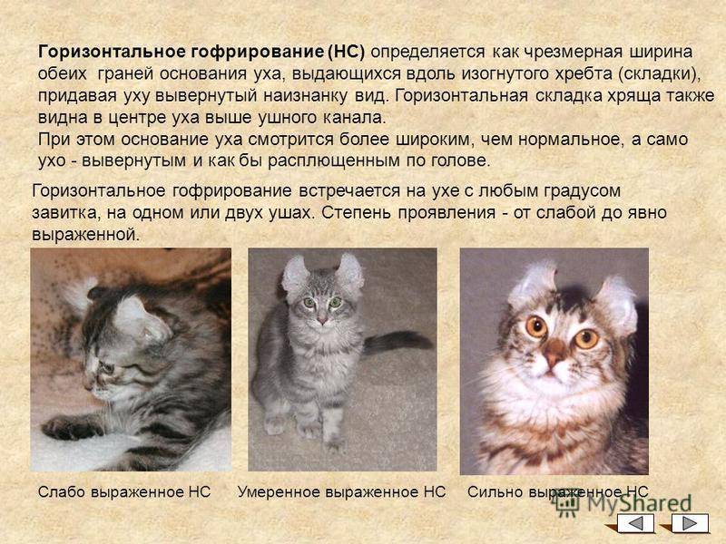 Американский кёрл: характеристики породы, уход и здоровье питомца