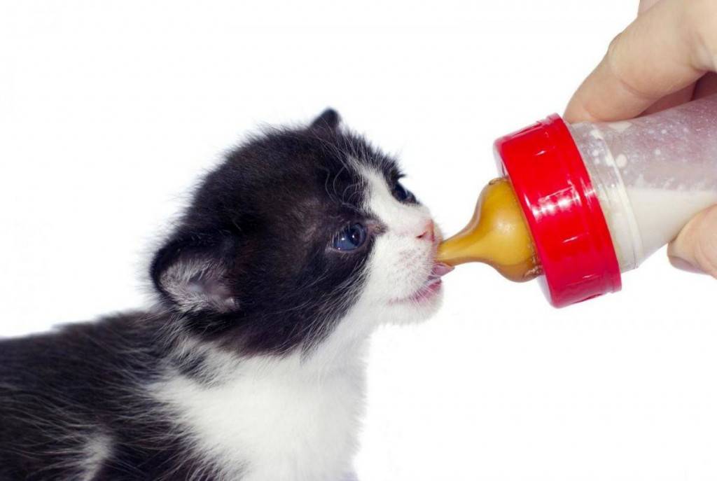 Чем кормить котенка в 1 месяц: рекомендации по кормам, режиму кормления и рациону