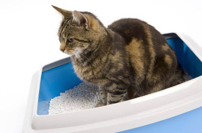Как правильно использовать лоток с решеткой для кошек, надо ли насыпать наполнитель в кошачий туалет с сеткой?