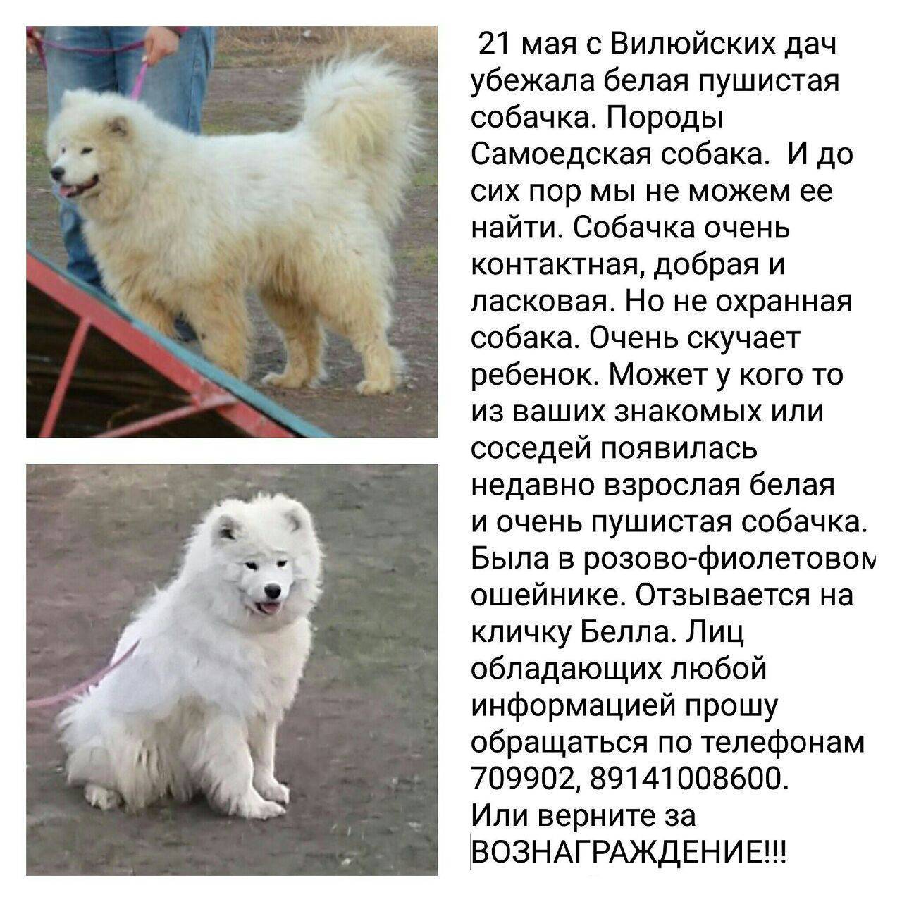 Белые большие породы собак с названиями и фото