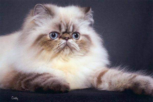 Гималайская кошка: 20 фото, описание внешнего вида и характера, цена котенка