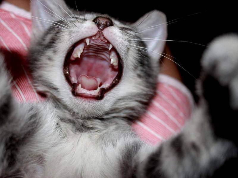 Когда меняются зубы у котят?