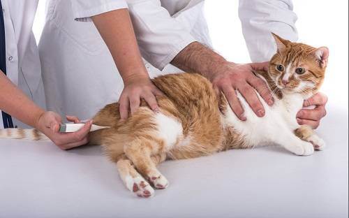 Температура тела у кошек: норма, отклонения и способы измерения