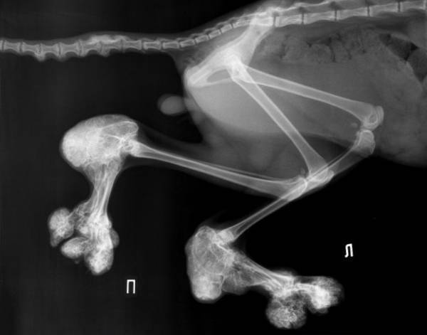 Симптомы остеохондродисплазии у шотландских вислоухих кошек. остеохондродисплазия кошек: приговор или нет