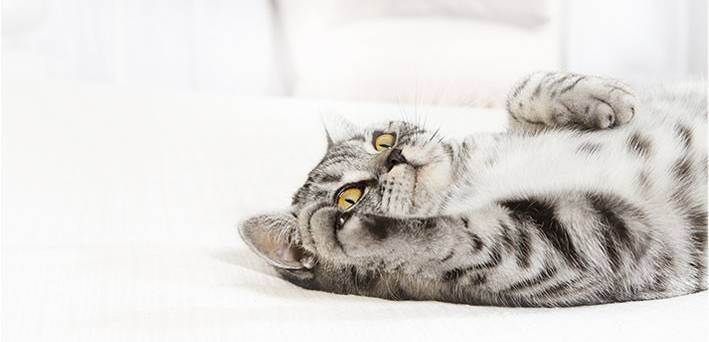 Вред прививок - питомник шотландских кошек style jasmine г. санкт-петербург