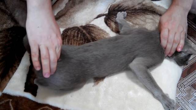 Течка у кошек: сколько длится, как часто проходит и как помочь питомцу