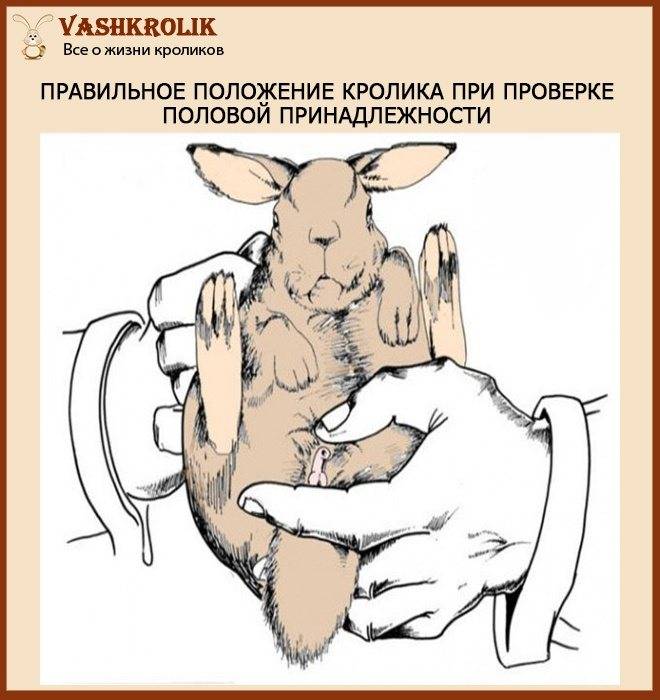 Спаривание кроликов в домашних условиях для начинающих