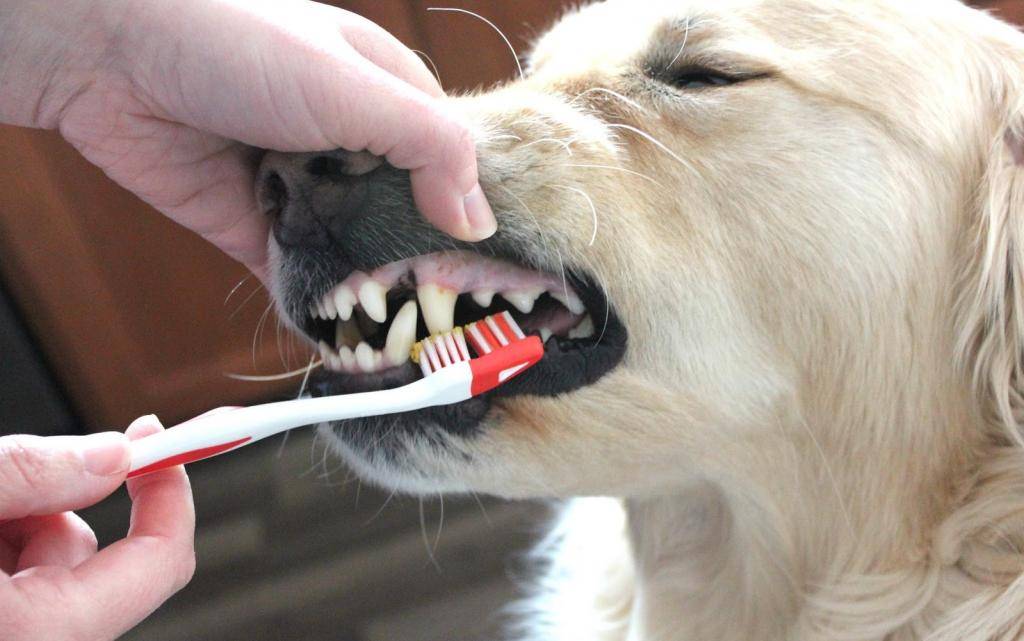 Избавляемся от зубного камня у собак