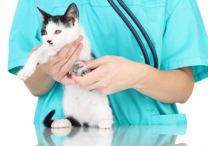 Аллергия на кошек: симптомы, диагностика, методы лечения