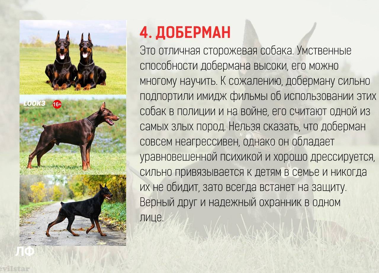 Самые умные и преданные породы собак в мире 2021