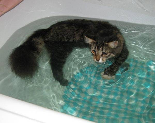 Какие кошки любят воду