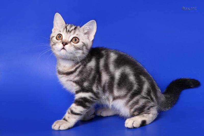 Скоттиш страйт - описание породы от а до я (135 фото): характер, цена котят, отзывы, содержание