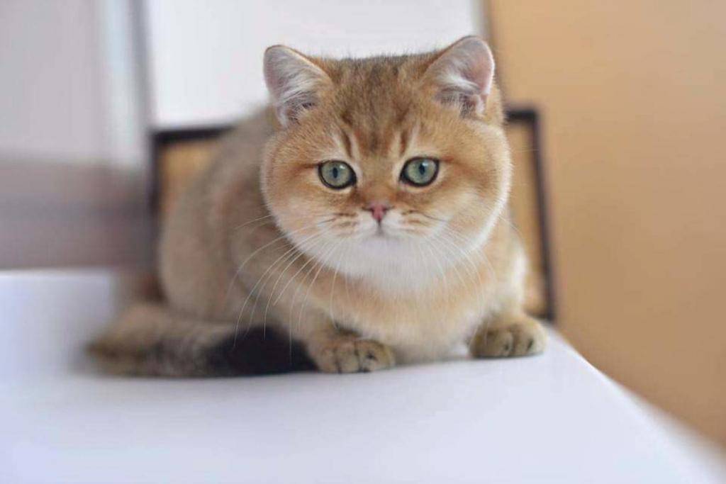 Золотая шиншилла кошка: фото, описание, стандарт, характер, уход