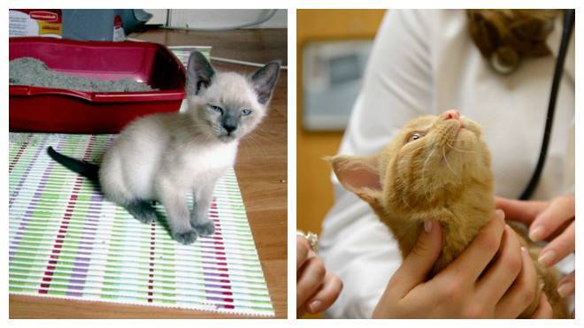 Понос у кошек и котов: причины и лечение