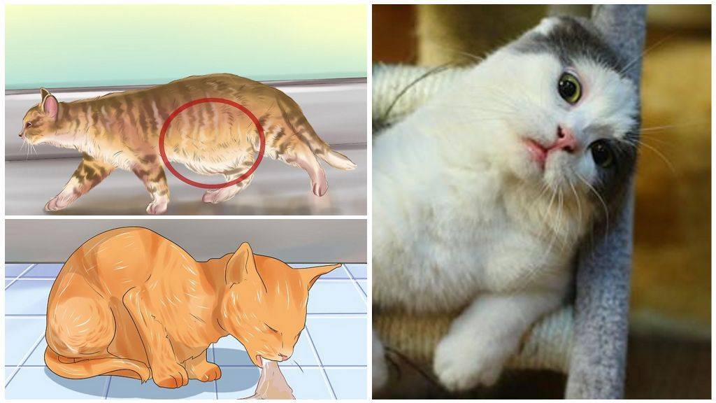 Симптомы и лечение геморроя у кошек