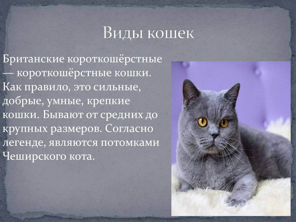 Европейская короткошерстная (кельтская) кошка: 41 фото, описание, стандарт породы