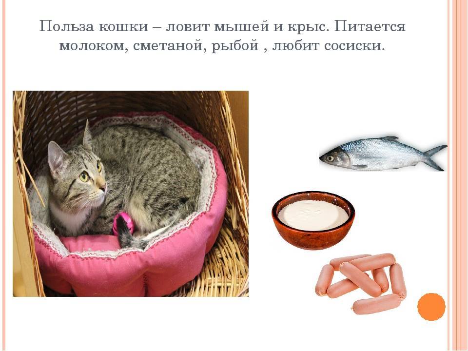 Почему котам нельзя рыбу? важно знать причины