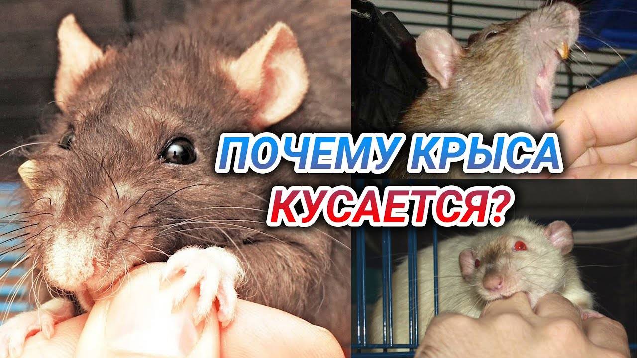 [новое исследование] как приучить крысу к рукам если она боится: пошаговая инструкция (и почему это важно)