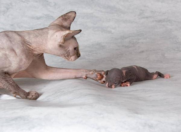 Беременная кошка сфинкс: сколько вынашивает котят, календарь и предполагаемая дата родов