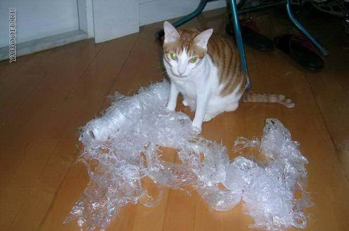 Кот лижет пакеты — причины и как отучить | zdavnews.ru