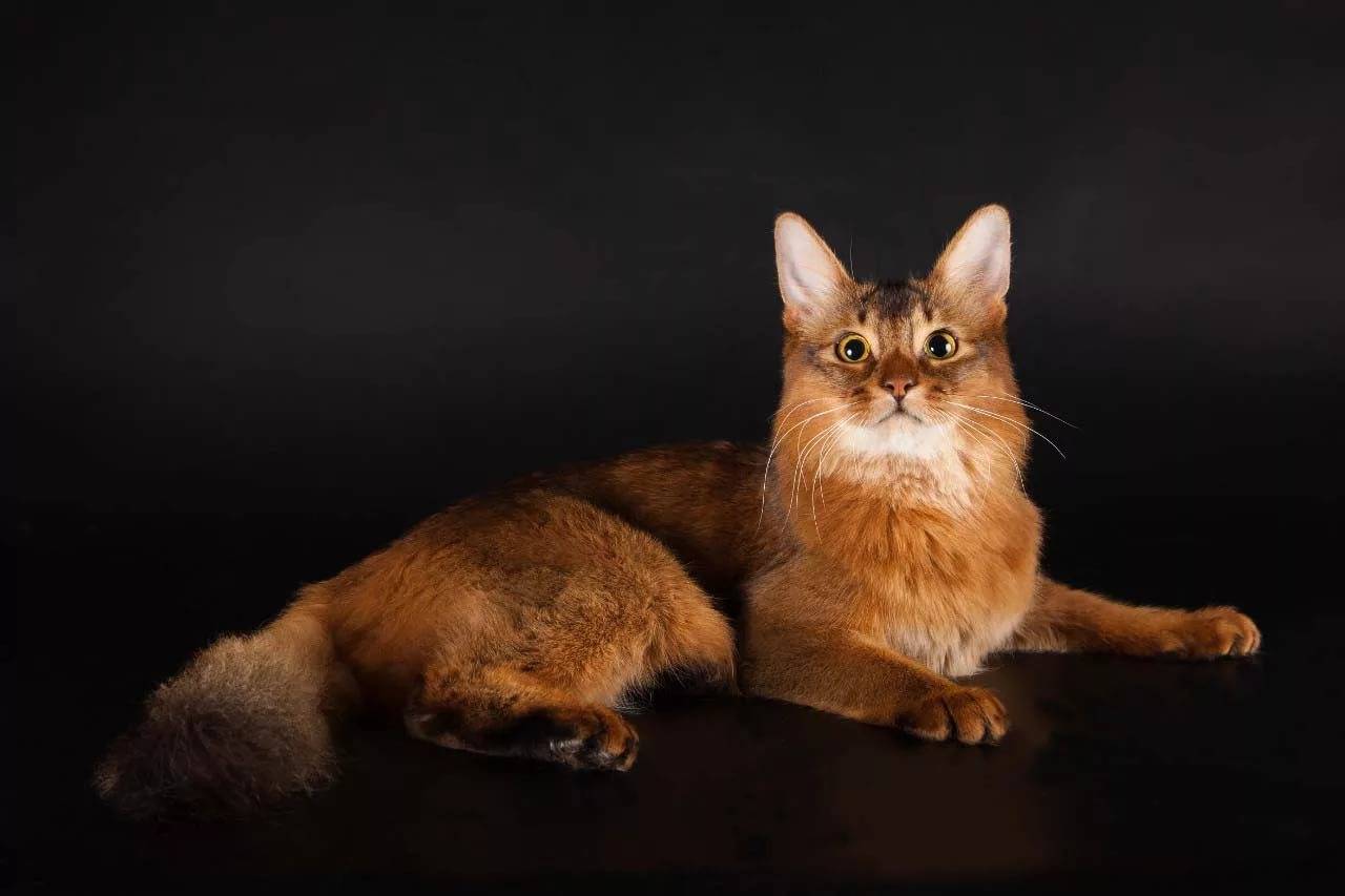 Сомалийская порода кошек (сомали): фото, описание характера, стандарты, окрасы, отзывы