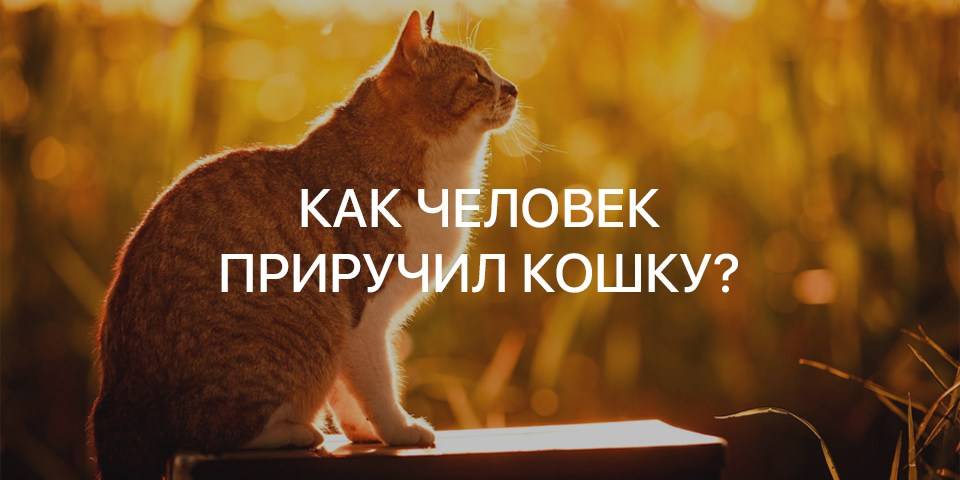 Новое исследование показало, что кошек приручили не так, как других животных / хабр