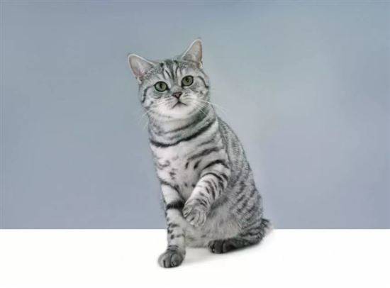 Порода кошки из рекламы вискас: название и описание