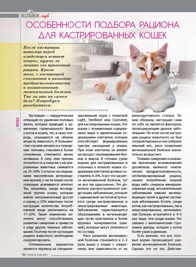 Мочекаменная болезнь у кошек и котов, симптомы и лечение