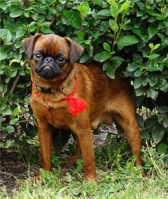 Пти-брабансон — фото собак, описание породы, отзывы владельцев