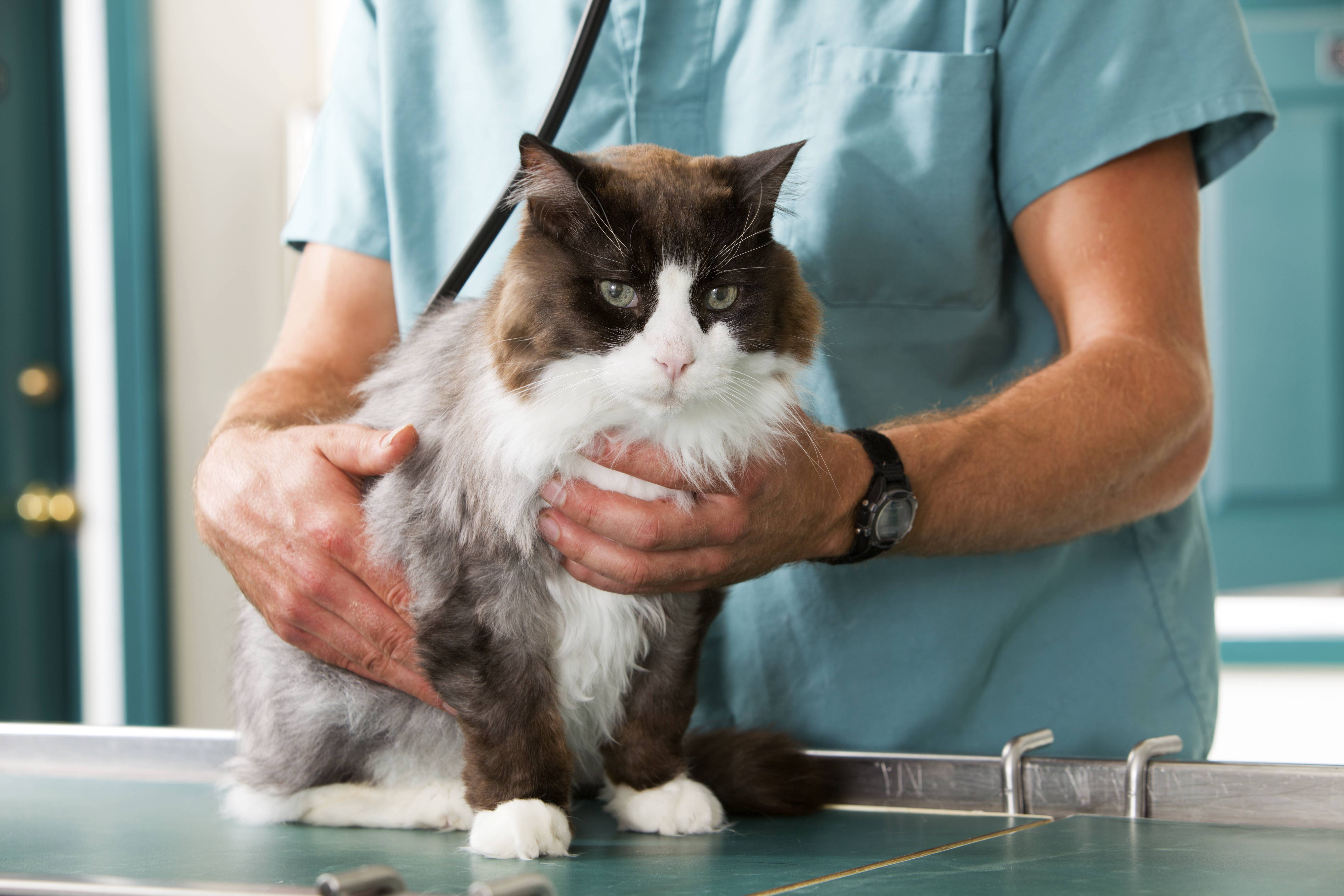 Клиника для котов. Ветеринар с кошкой. Котик у ветеринара. Кошка в ветеринарной клинике.